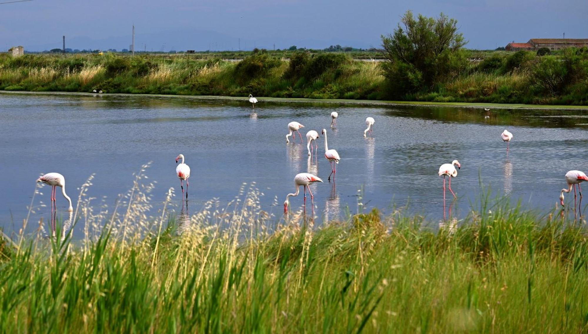 Appartamenti Nonna Rosa Taglio di Po Exteriér fotografie